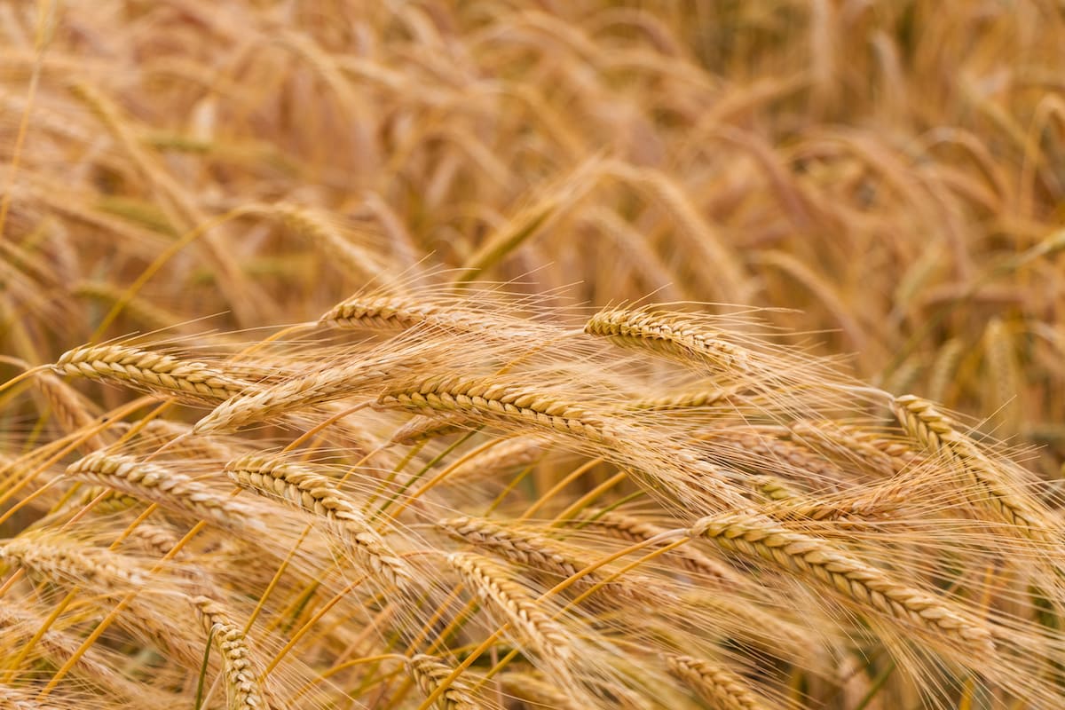 Forte crescita dell'import di grano duro in questi primi 5 mesi del 2023 (Foto di archivio)