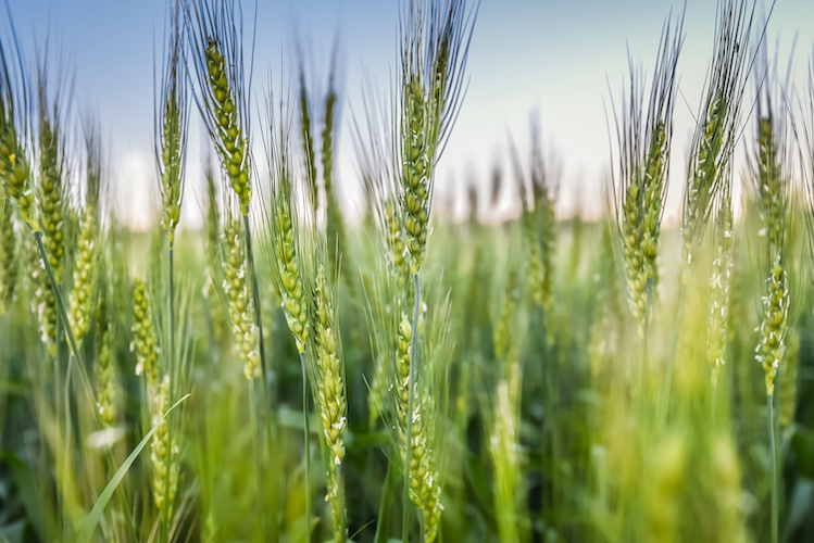 Concimazione localizzata dei cereali: fare di più con meno - le news di Fertilgest sui fertilizzanti
