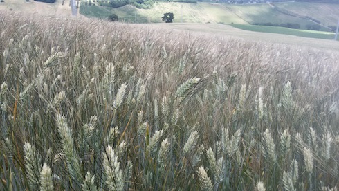 Le Marche sono leader in Italia per la semina su sodo del grano