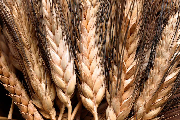 L'agricoltura di precisione permette di ottimizzare le produzioni di grano (Foto di archivio)