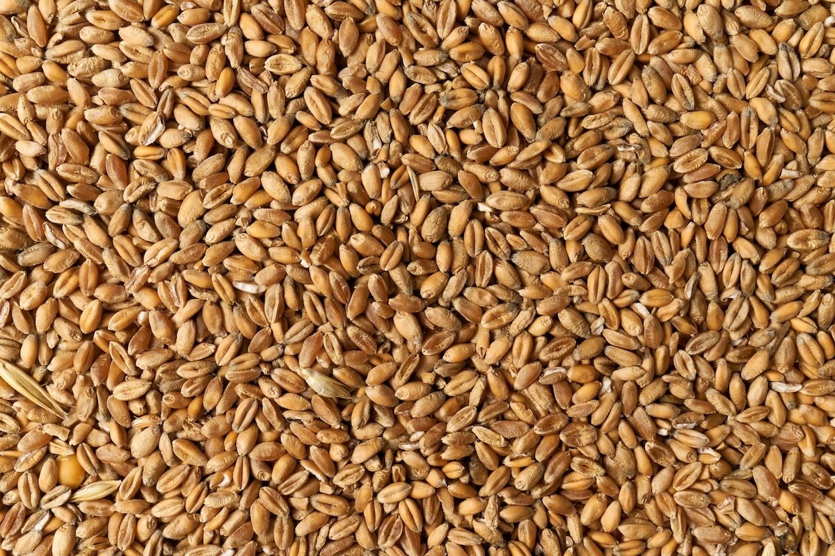 I sementieri favorevoli a eliminare l'obbligo di sementi biologiche - Plantgest news sulle varietà di piante