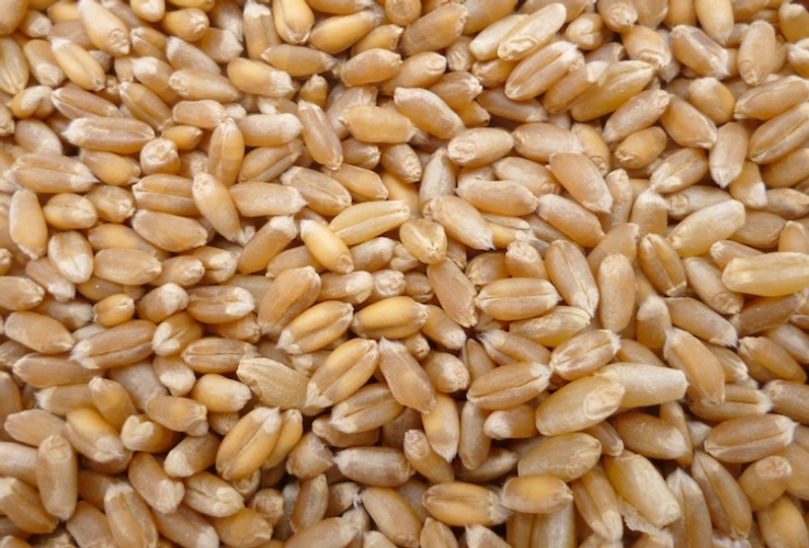 Azoto nel grano: quanto ne serve?