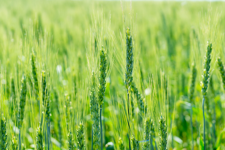 Green Has Italia, fedele alla sua mission aziendale, offre il suo impegno e il suo know-how per supportare le colture cerealicole