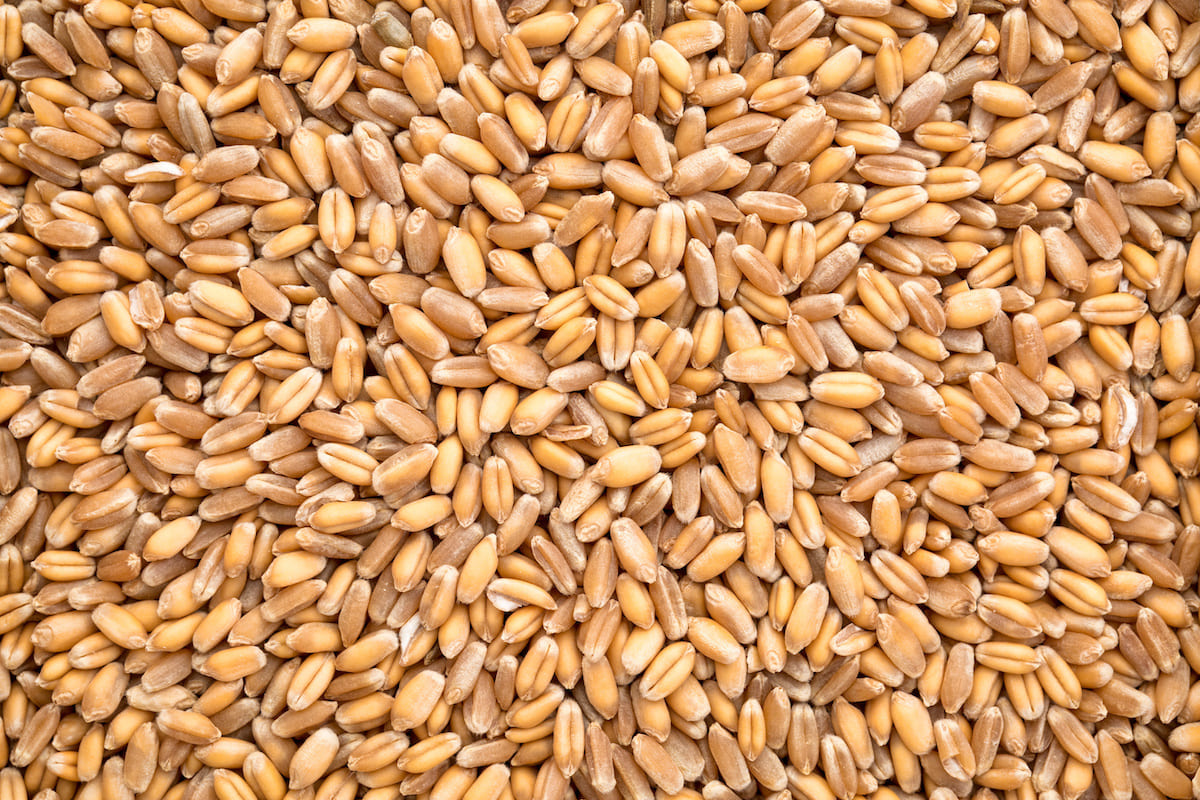 Continua il forte import di grano tenero e grano duro (Foto di archivio)