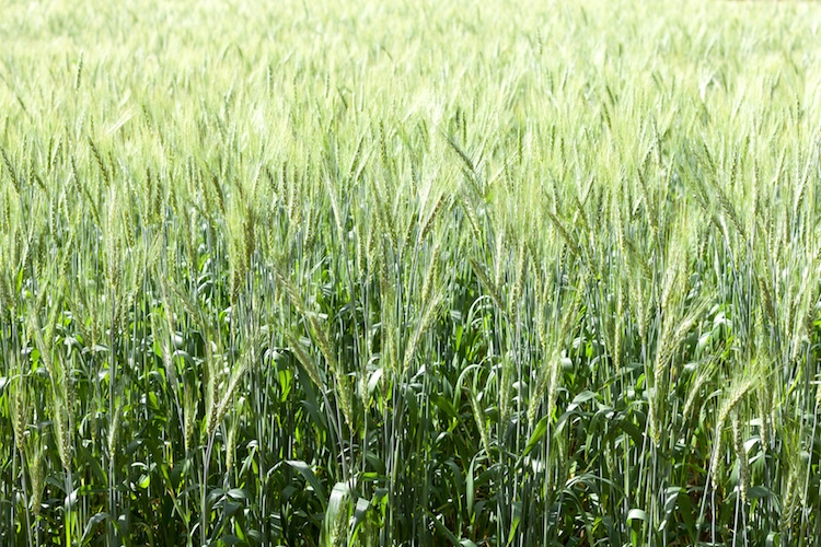 Le filiere cerealicole in Toscana: problematiche attuali e prospettive future