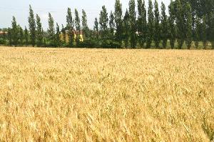 On line l'ultimo numero della newsletter di Veneto Agricoltura dedicata a 'I mercati del frumento, del mais e della soia'