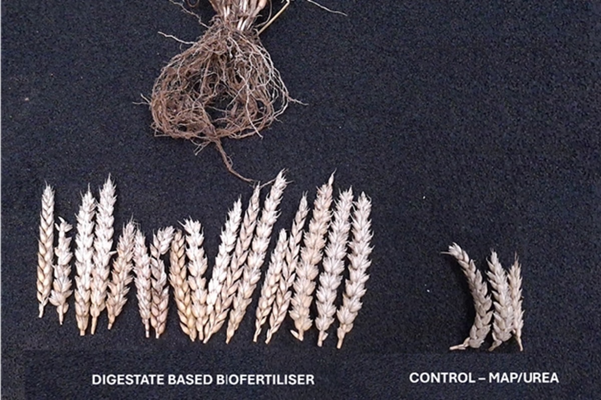 Ricerca sul grano concimato con digestato e biostimolantim