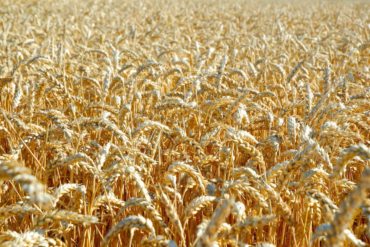 +6,2% per le semine di grano tenero in Italia. Secondo Consorzi Agrari d'Italia il dato più allarmante è la carenza d'acqua che specie a Nord potrebbe compromettere i raccolti (Foto di archivio)