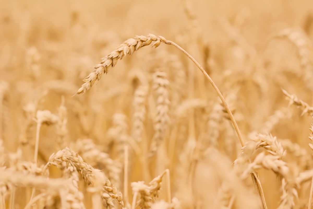 Spighe di grano tenero