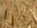 'Il record del grano è frutto di speculazioni'