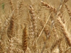 Crollo dell'impiego di sementi certificate nelle recenti semine di cereali autunno-vernini