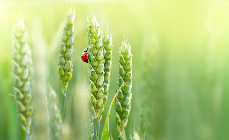 Vit-Org VG è un formulato certificato da Ecocert ed è pertanto conforme alla normativa europea n° 834/2007 & 889/2009 che ne consente l'utilizzo in agricoltura biologica