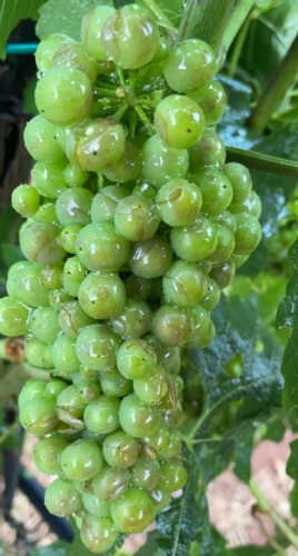 Le perdite in Sardegna sono valutate nell'ordine del 20% sui chicchi d'uva, in foto un grappolo danneggiato, ma potrebbero acuirsi a causa dell'umidità