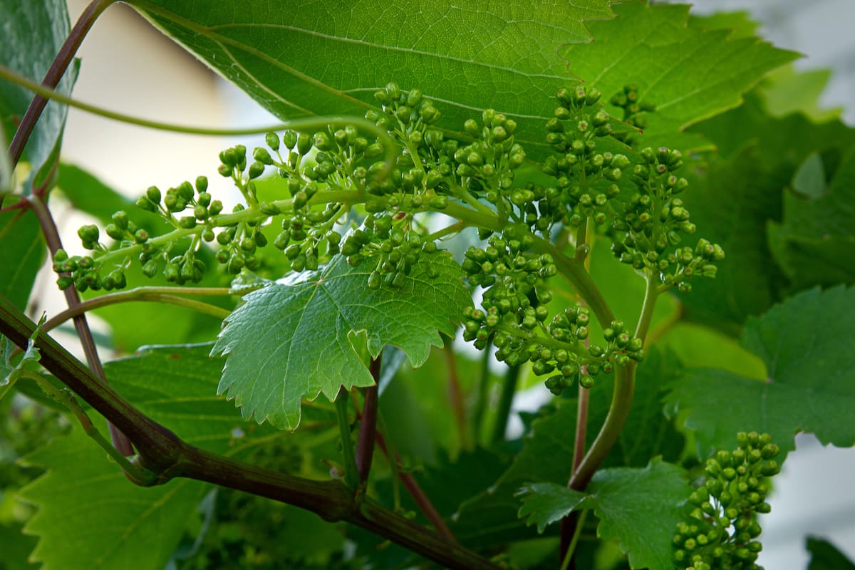 grappolo-uva-giovane-pre-fioritura-vite-vitivinicoltura-viticoltura-by-zhanna-adobe-stock-1200x800.jpeg