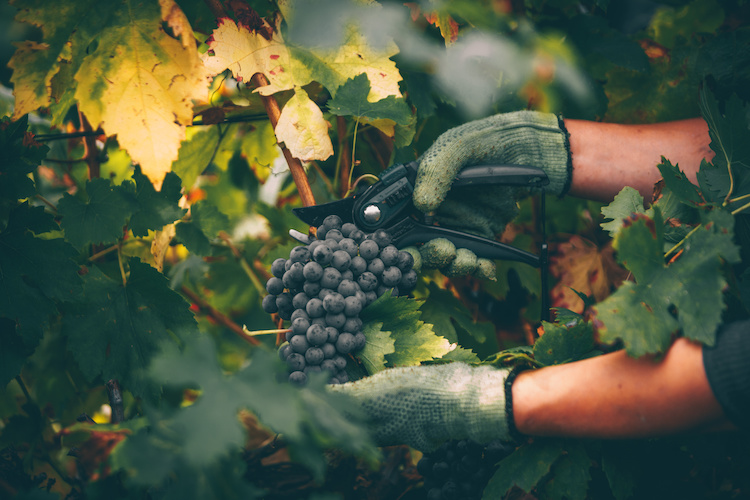 La muffa grigia è la malattia più temuta tra i viticoltori di tutto il mondo