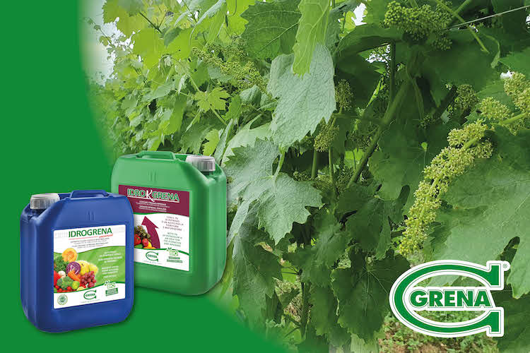 Le soluzioni Grena per un'ottimale nutrizione del grappolo - le news di Fertilgest sui fertilizzanti