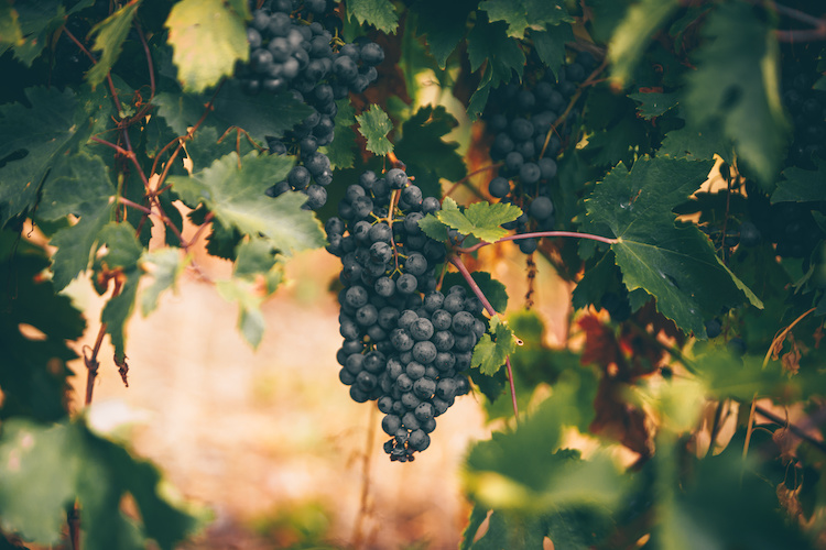 La strategia nutrizionale proposta da Compo Expert per la viticoltura mira pertanto all'utilizzo di prodotti ad elevata tecnologia (Foto di archivio)
