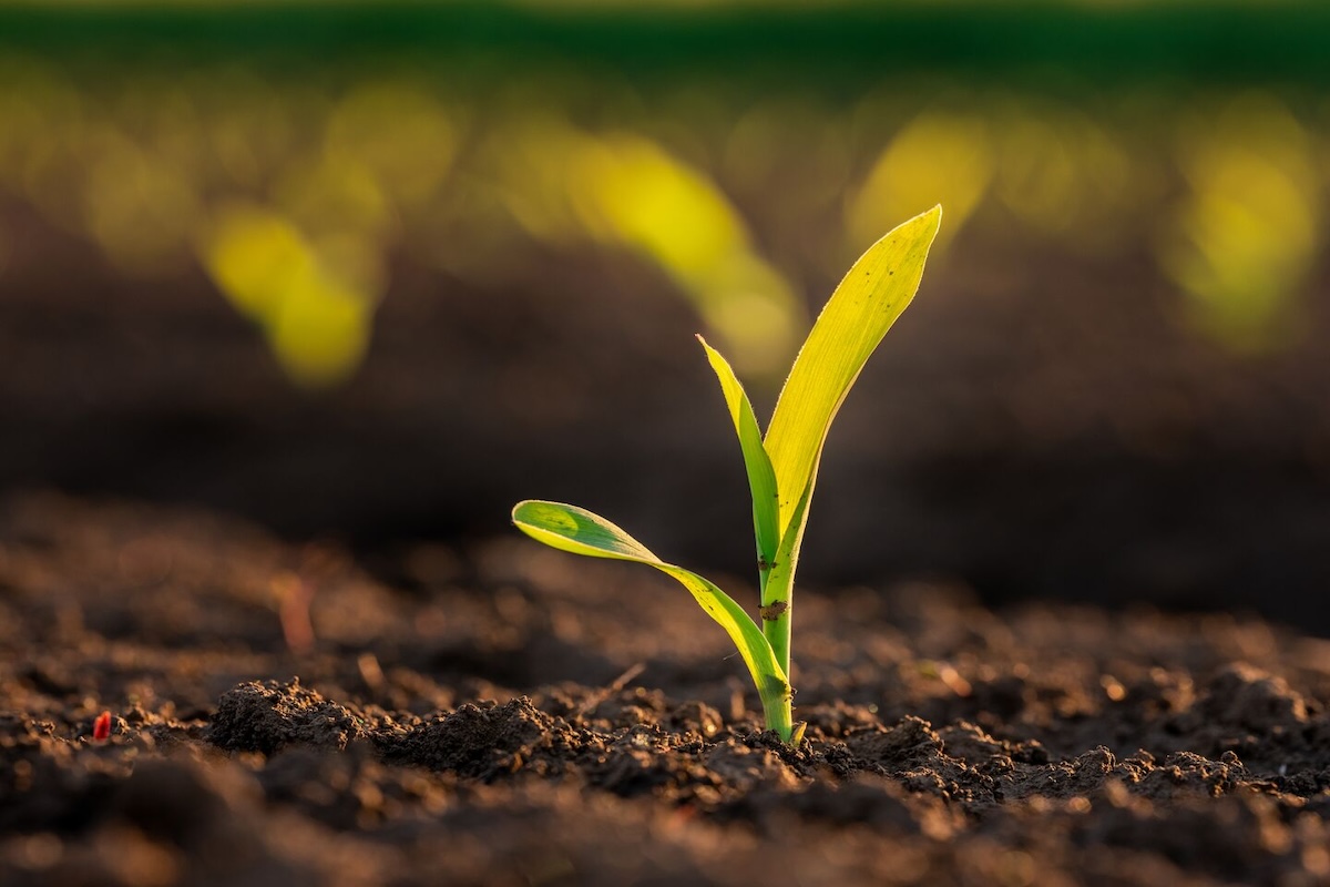 Cropwise Planting è inizialmente disponibile per il mais, ma verrà presto esteso ad altre colture quali il girasole, colza e orzo ibrido Hyvido (Foto di archivio)