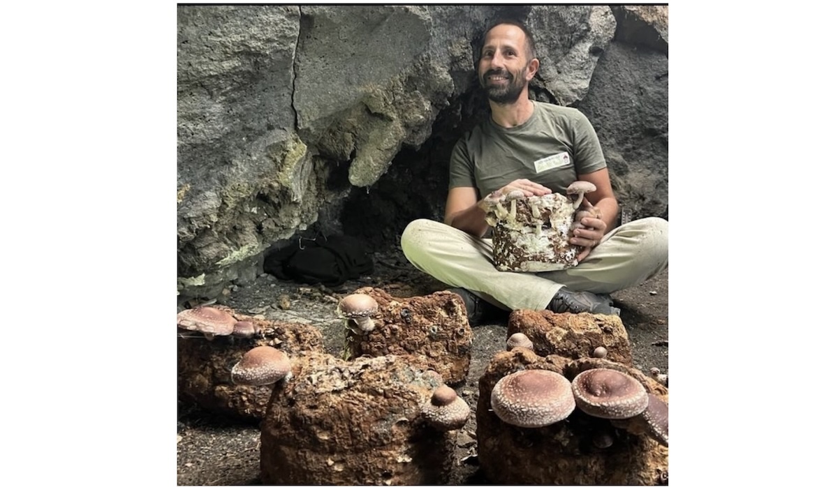 Coltivare funghi shiitake, ulteriore fonte di reddito agricolo?