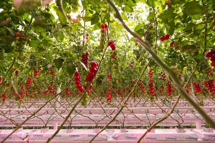 Fri-El Green House produce pomodori a marchio H2Orto 365 giorni all'anno tramite coltura idroponica