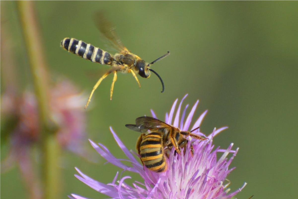 Cosa sono e quante sono le api in Italia e nel mondo?