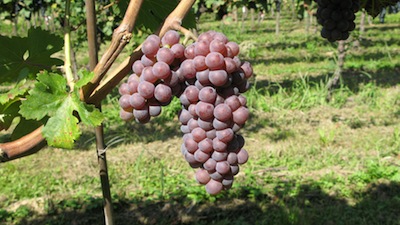 Un grappolo di Rossetta di Montagna, antica varietà recuperata