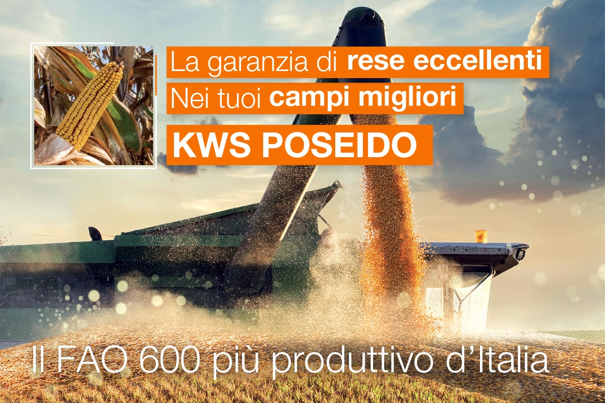 Kws Poseido: l'ibrido di mais ad alte prestazioni