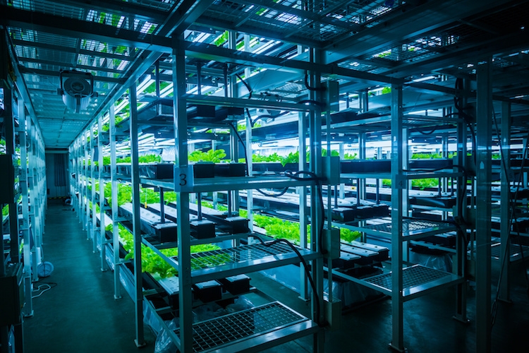 Nelle vertical farm per ora si coltivano solo insalate ed erbe aromatiche (Foto di archivio)