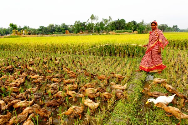 Piccoli produttori e sostenibilità: nutrire il mondo, proteggere il Pianeta