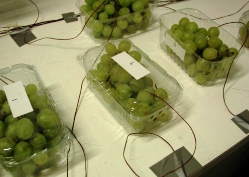La sperimentazione è stata condotta su cestelle in r-Pet trasparente per l'uva da tavola