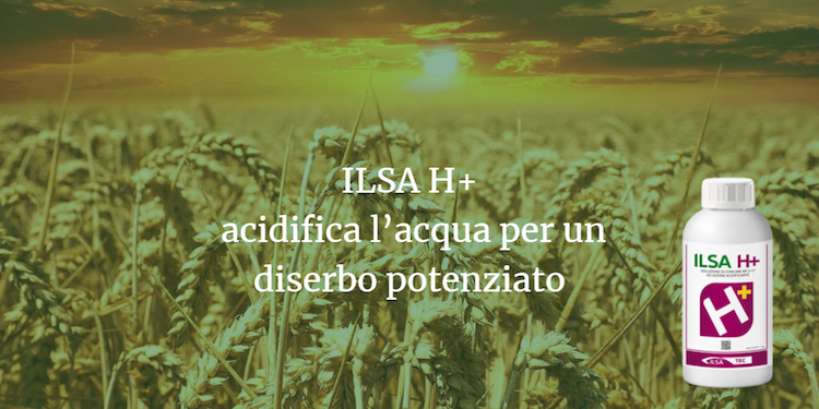  Ilsa H+ ha anche un'azione nutritiva: apporta azoto e fosforo, essenziali per supportare la pianta nelle fasi post-trattamento