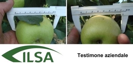 Confronto di calibro tra mele trattate con i prodotti Ilsa della linea Viridem e mele per cui è stata effettuata la pratica aziendale (15/09/2015)