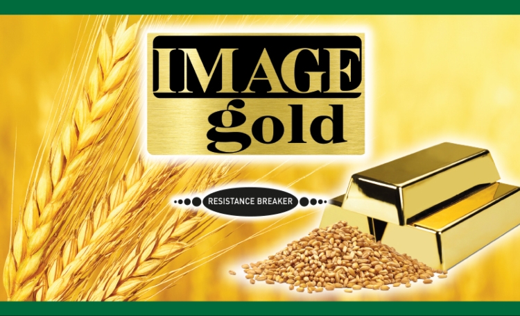 Image Gold: la soluzione più conveniente per le infestanti difficili del frumento