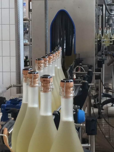 Bottiglie di spumante di Falanghina: una produzione in crescita alla ricerca di nuovi elementi di tipicità