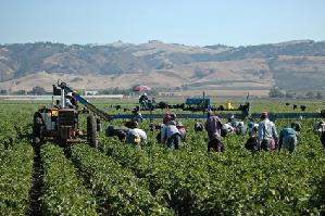 Nel primo trimestre del 2013 le aziende agricole sono le uniche a far registrare un incremento dei lavoratori dipendenti
