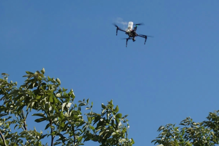 Il drone impollina il noce dall'alto