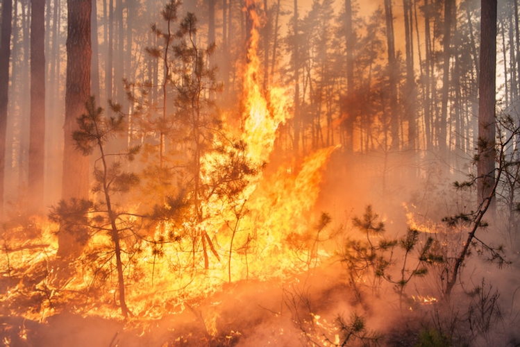 Incendi boschivi, la Toscana prolunga il divieto di abbruciamento (Foto di archivio)