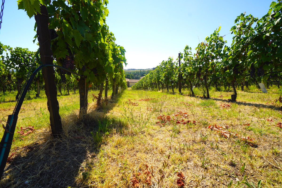 Concimazione autunnale del vigneto