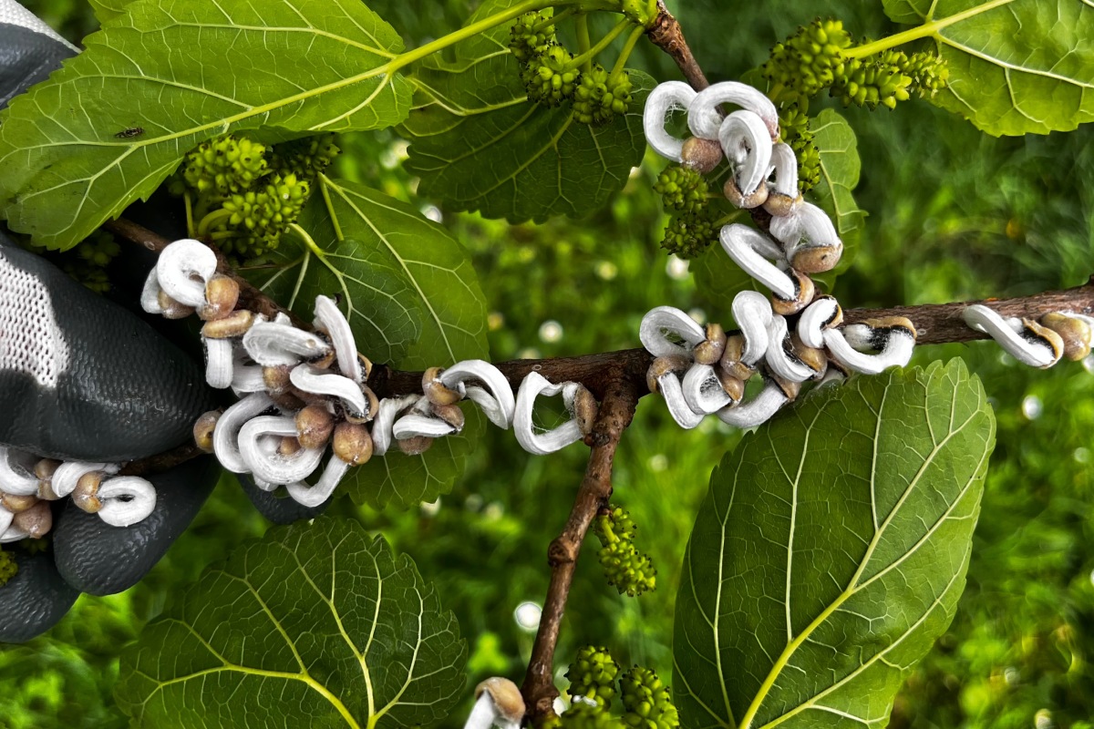 Questa cocciniglia causa degli ovisacchi che penzolano dai rami in primavera