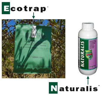 Eco-Trap e Naturalis, strumenti efficaci per la lotta alla mosca dell'olivo