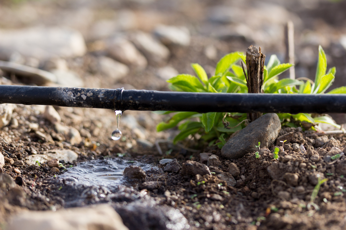 Il Progetto FruitCrews mira a comprendere il comportamento fisiologico delle colture arboree in risposta allo stress idrico e a identificare gli strumenti migliori per programmare l'irrigazione (Foto di archivio)