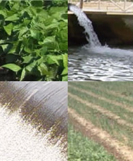 VI Simposio internazionale sull'irrigazione delle colture orticole