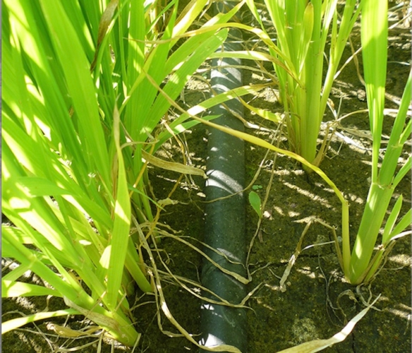 Irrigazione a goccia Netafim su riso