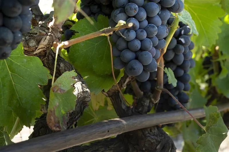 L'irrigazione a goccia di irritec per una gestione sostenibile dell'acqua in vigneto