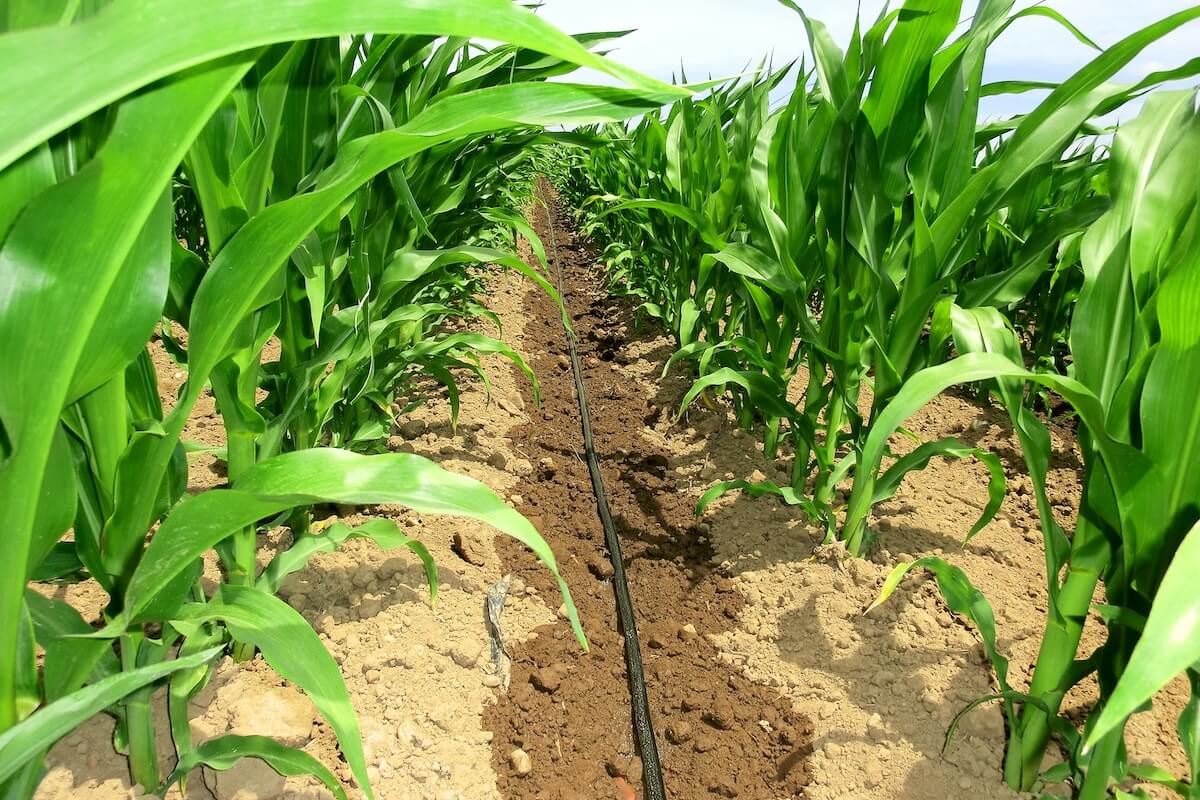 La fertirrigazione e irrigazione a goccia di Irritec assicura un mais produttivo e sano