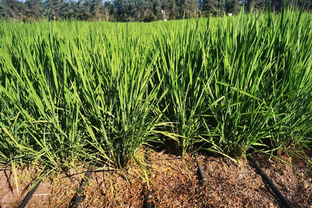 Irritec: irrigazione a goccia del riso per una risicoltura più sostenibile e di qualità