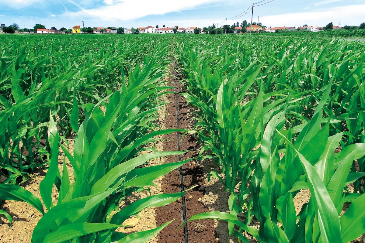 L'irrigazione a goccia per il mais incrementa la produttività riducendo il consumo idrico