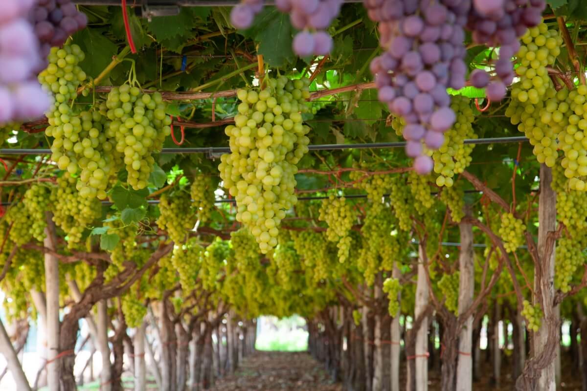 Ci sono diversi modi di irrigare a goccia le viti per uva da tavola
