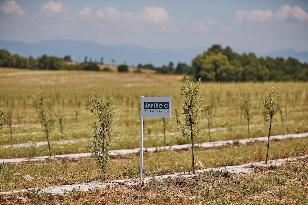 Scopri le soluzioni di irritec per la gestione dell'impianto irriguo in colture di olivo
