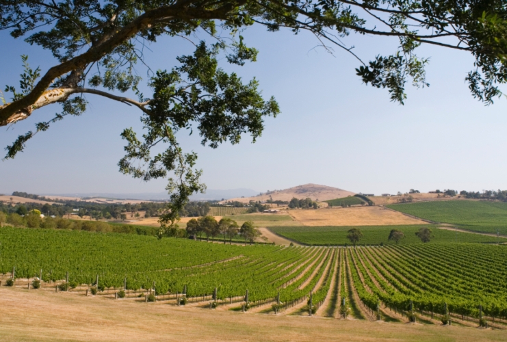 Nasce la collaborazione tra VIVA e QdC® per la sostenibilità del vino